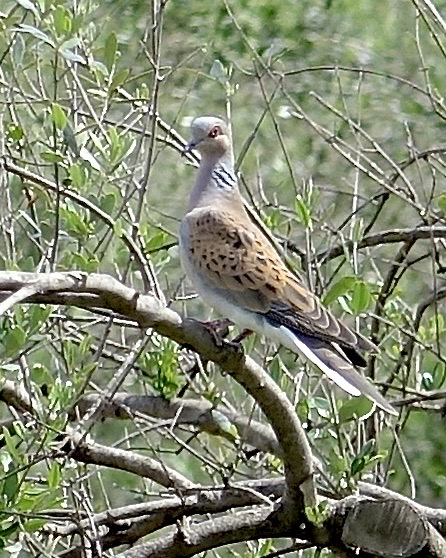 turtle dove